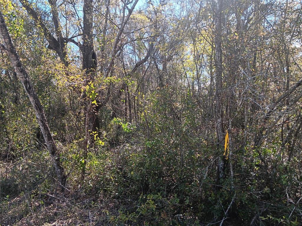 A dense, wooded area with a yellow surveyor's ribbon tied to a tree trunk — 145 PALM DRIVE, BRONSON, FL