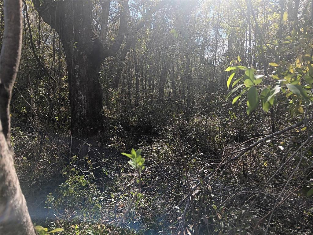 A dense, sunlit wooded area with a large tree trunk in the foreground — 145 PALM DRIVE, BRONSON, FL