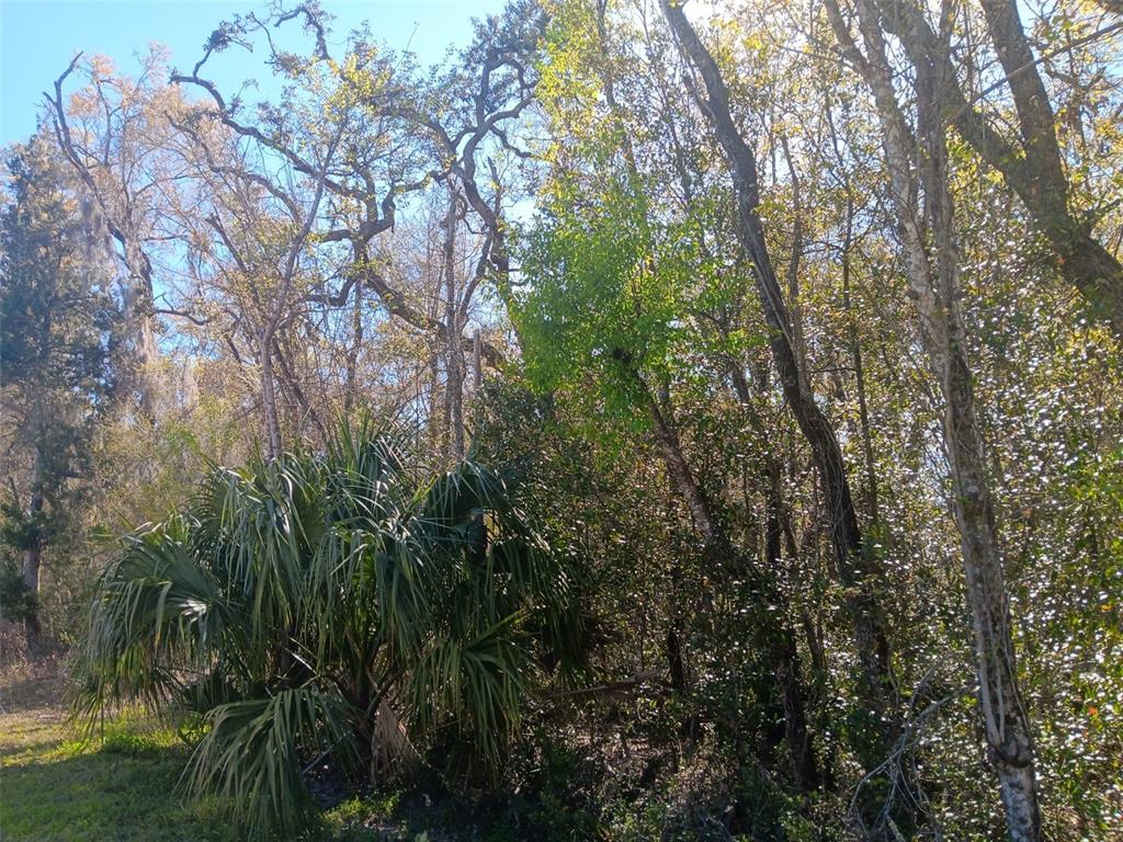 A view of a wooded area featuring a large palmetto plant and various tall trees — 145 PALM DRIVE, BRONSON, FL