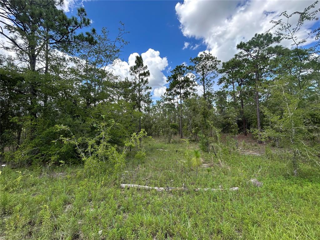 A grassy, wooded lot with scattered trees under a blue sky with white clouds — TBD SE 26TH STREET, MORRISTON, FL