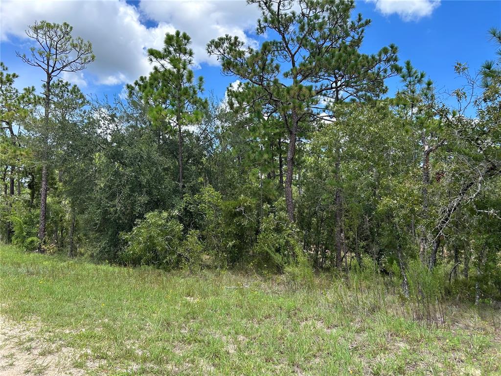 A grassy foreground leads to a dense wooded area with tall pine trees under a sky — TBD SE 26TH STREET, MORRISTON, FL