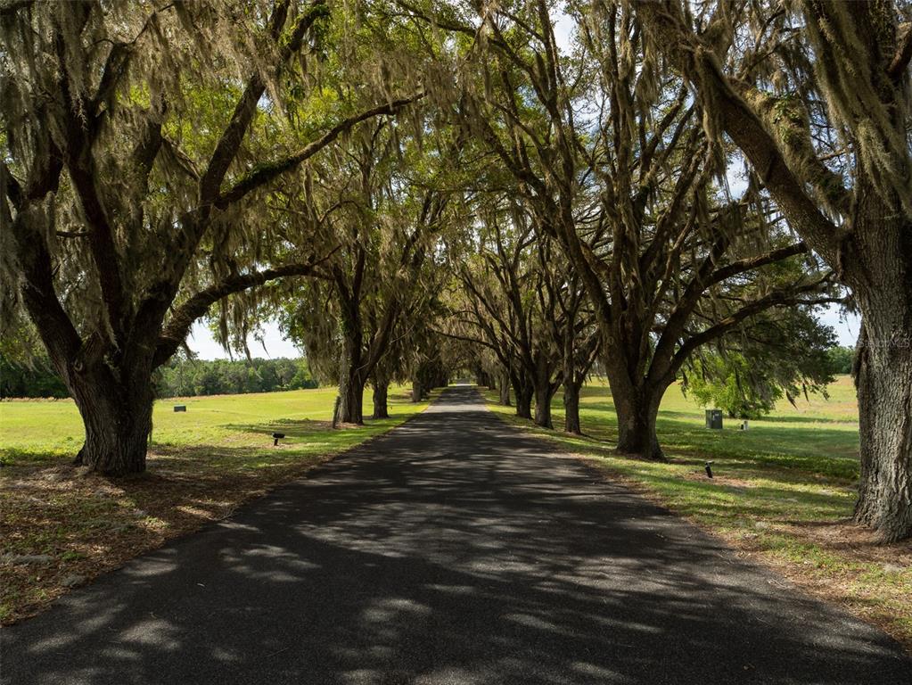 A paved driveway lined with large oak trees draped in Spanish moss leads through a field — TBD SE 111TH PLACE, OCALA, FL