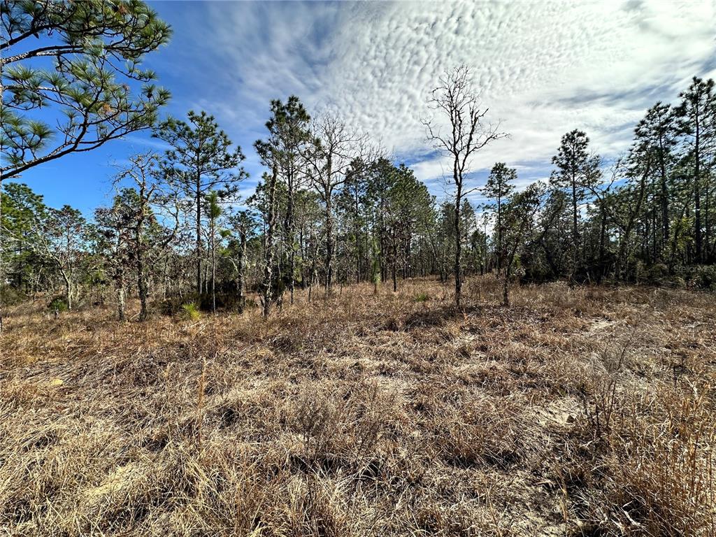 A view of a dry, grassy field surrounded by a forest of pine trees — TBD NE 150TH COURT, WILLISTON, FL