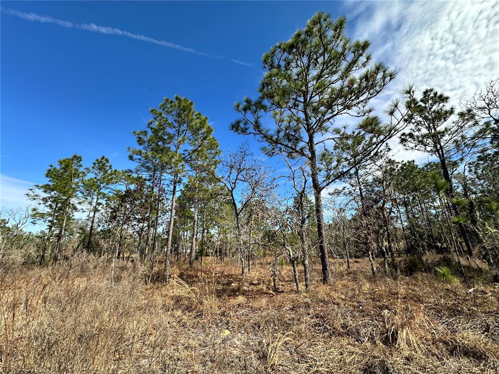 A wooded lot features tall pine trees and dry, grassy ground under a blue sky — TBD NE 150TH COURT, WILLISTON, FL