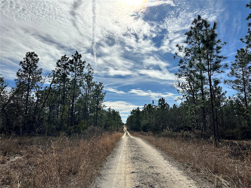 A dirt road stretches through a pine forest under a bright, cloudy sky — TBD NE 150TH COURT, WILLISTON, FL