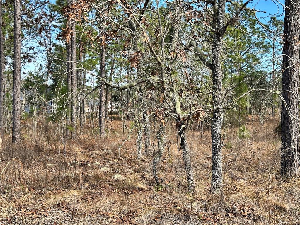 A wooded lot with scattered trees and dry grass under a clear blue sky — TBD NE 150TH COURT, WILLISTON, FL