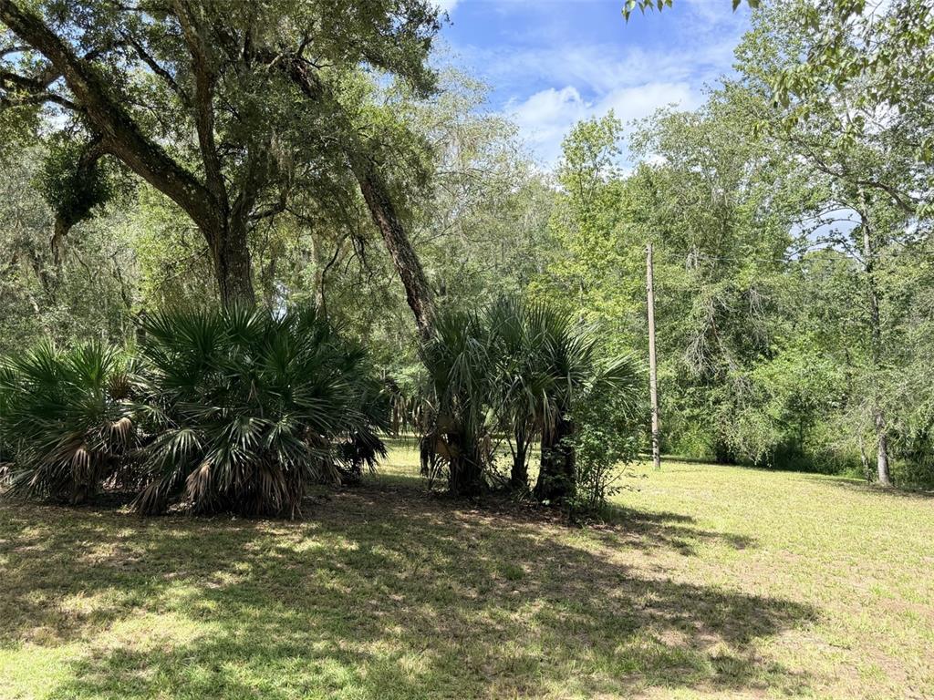 A grassy yard features several large palm bushes and a tall, leaning tree — 1957 SE 477 AVENUE, OLD TOWN, FL