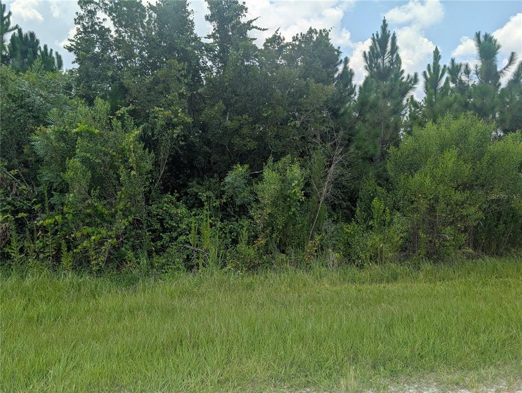 A grassy foreground leads to a dense thicket of trees and shrubs under a cloudy sky — 103 TROPICANA DRIVE, INDIAN LAKE ESTATES, FL