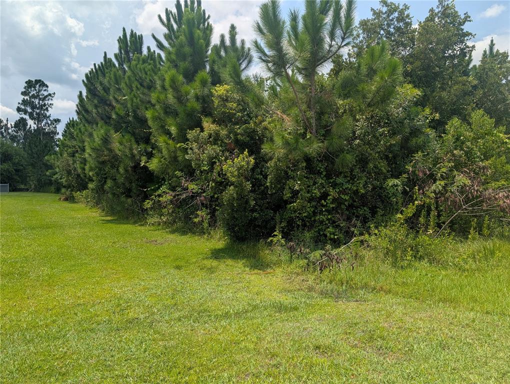 A grassy lawn borders a dense line of pine trees and thick underbrush — 103 TROPICANA DRIVE, INDIAN LAKE ESTATES, FL