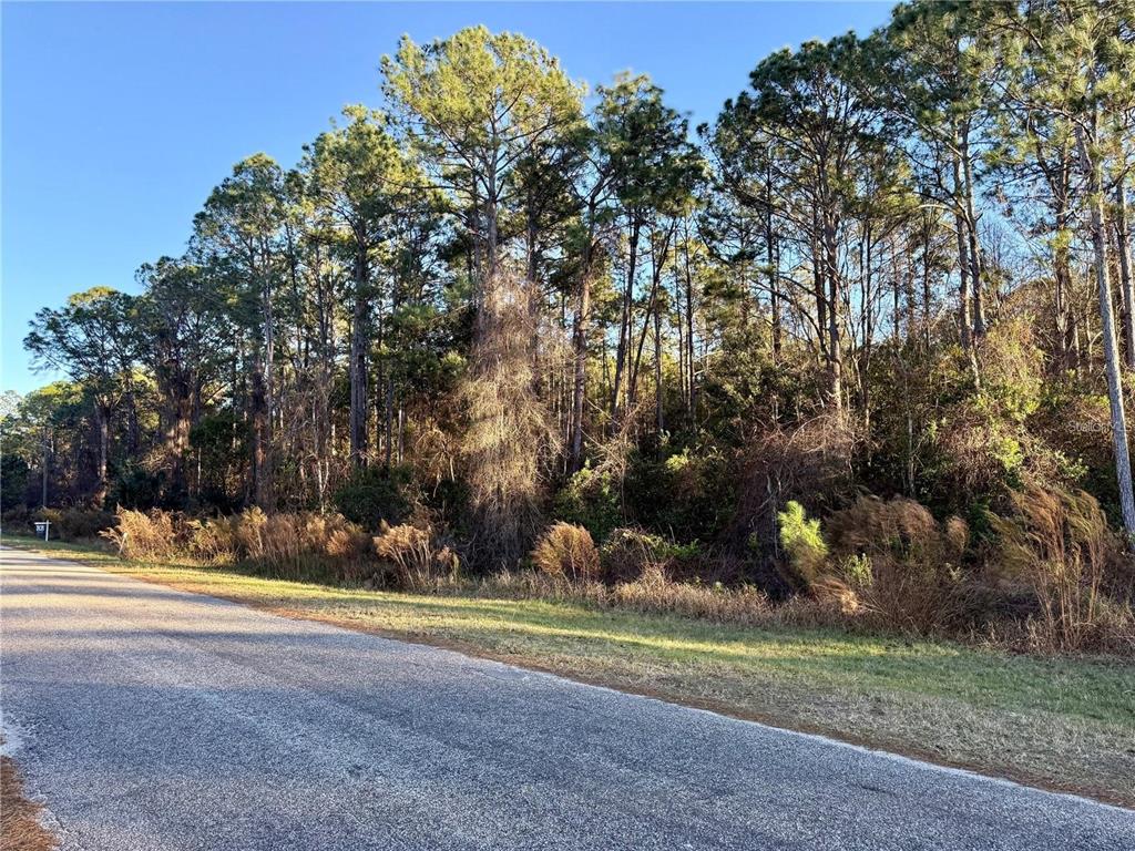 A paved road runs alongside a wooded lot with tall pine trees and dense undergrowth — APRICOT AVENUE, EUSTIS, FL