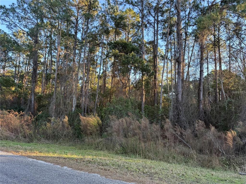 A wooded lot with tall pine trees and brush sits adjacent to a paved road — APRICOT AVENUE, EUSTIS, FL