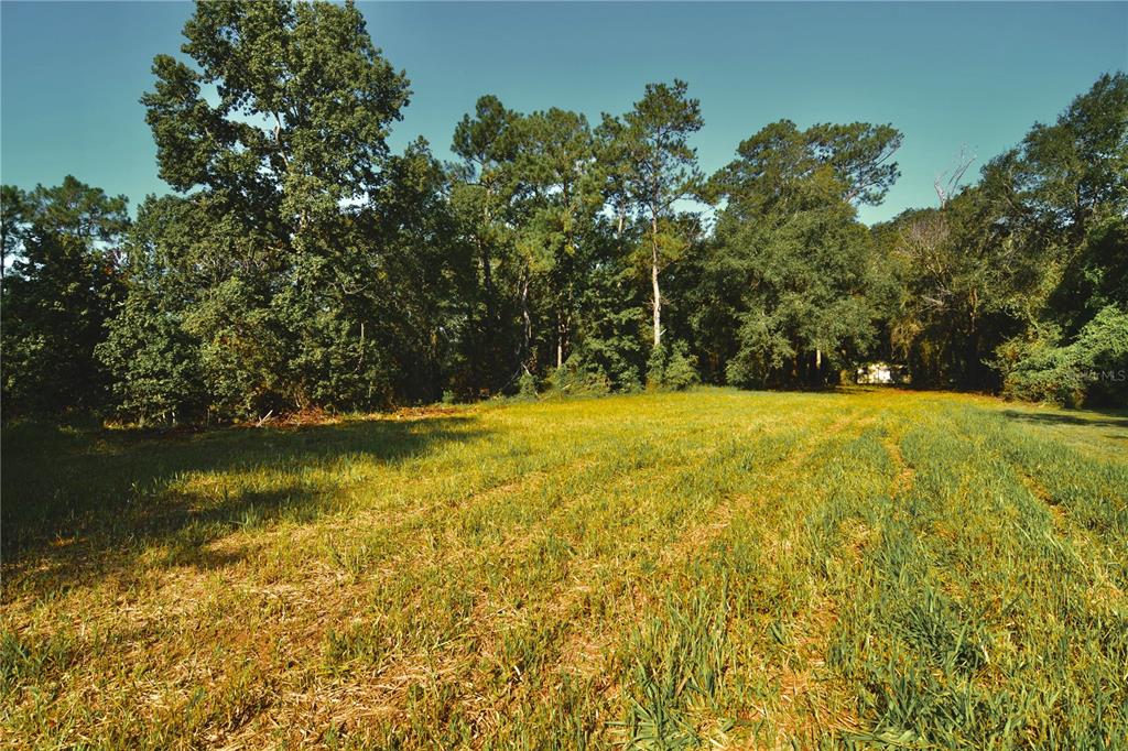 A grassy, open field is bordered by a dense line of mature trees — 00 HALL LAKE ROAD, KEYSTONE HEIGHTS, FL