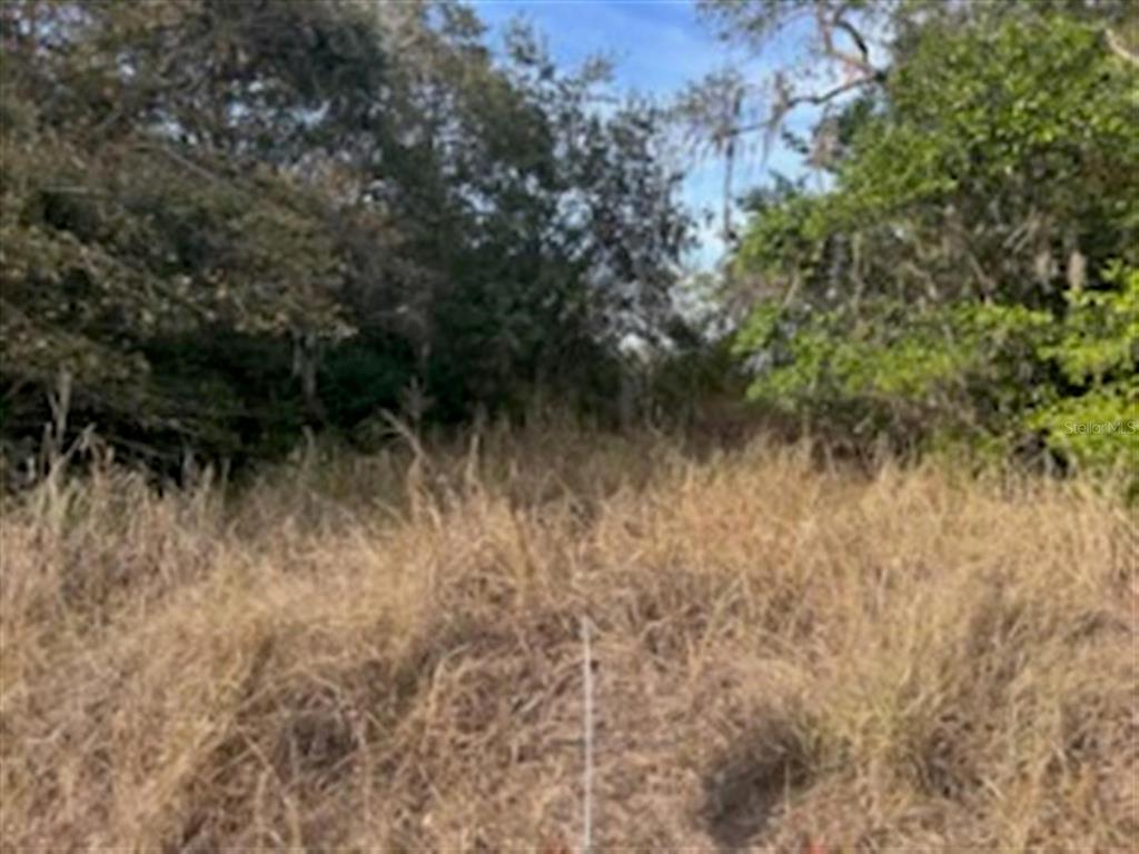 A view of a grassy, undeveloped lot surrounded by trees and dense vegetation — SUNSET TRAIL, BABSON PARK, FL