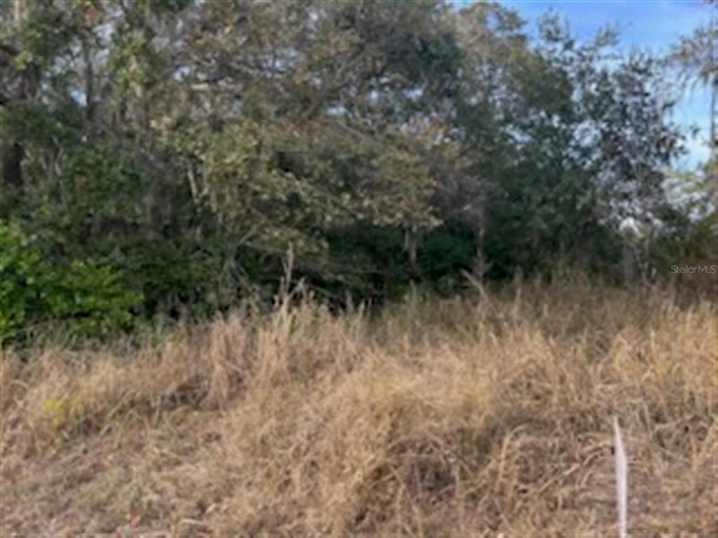 A view of a vacant, overgrown lot with tall grass and dense trees in the background — SUNSET TRAIL, BABSON PARK, FL