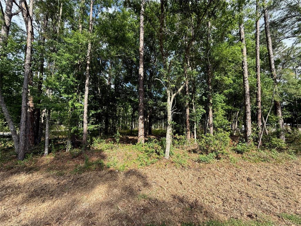 A wooded lot with tall pine trees and low-lying brush under a bright sky — QUAIL HOLLOW BOULEVARD, WESLEY CHAPEL,, FL