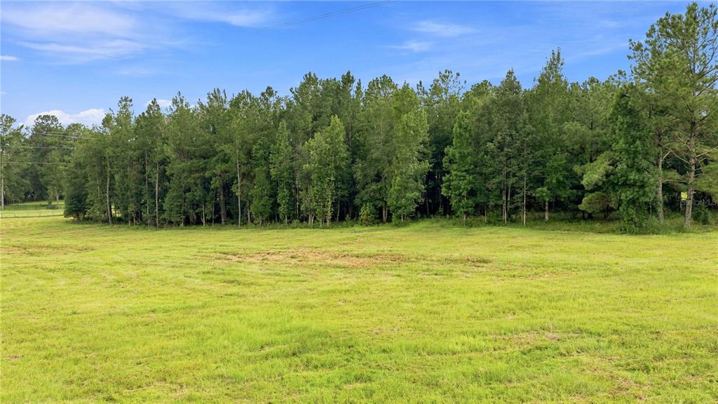 A large, grassy field sits in front of a dense line of tall pine trees — 18601 NW 160TH AVENUE, WILLISTON, FL