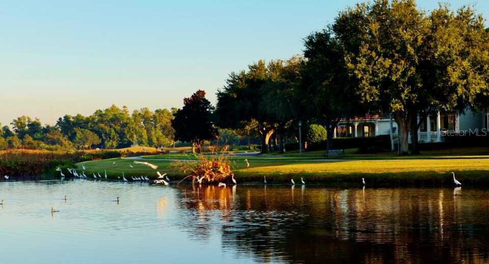 A pond with many white birds sits in front of a grassy lawn and trees — 934 WESTPARK DRIVE, CELEBRATION, FL