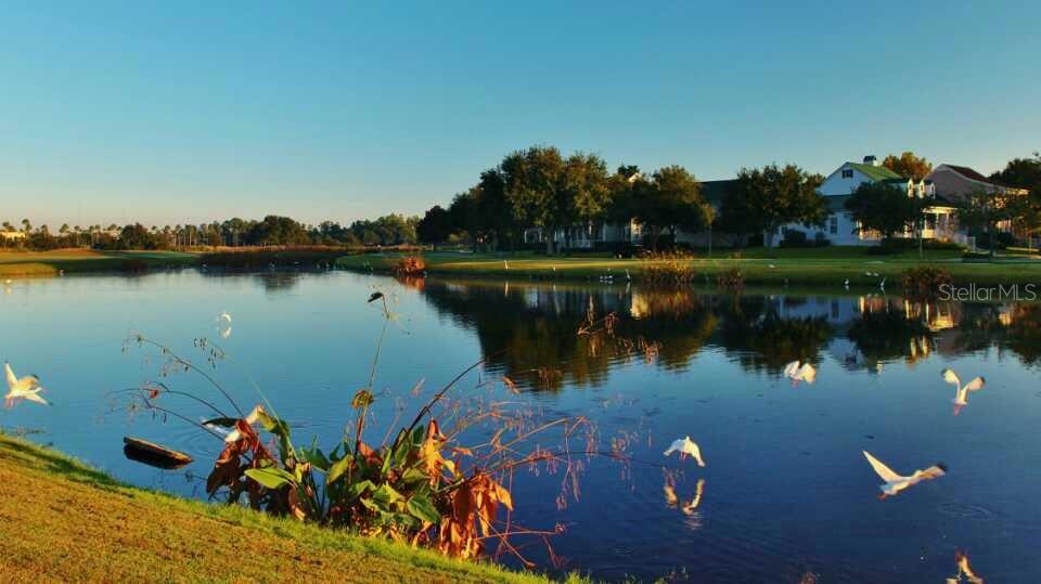 A pond reflects a house and trees with several white birds flying over the water — 934 WESTPARK DRIVE, CELEBRATION, FL
