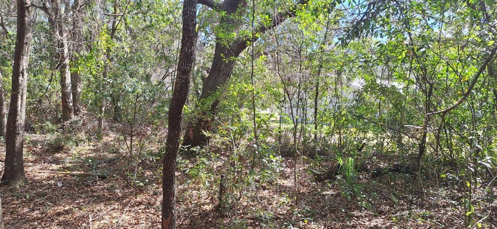 6600 N PAGODA TREE TERRACE, HERNANDO, FL — photo 2 of 4