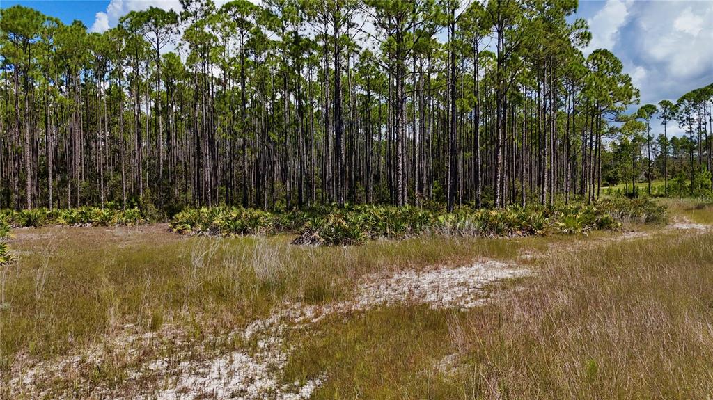 A grassy, sandy lot leads to a dense forest of tall pine trees — KEY DEER CT,, PERRY, FL