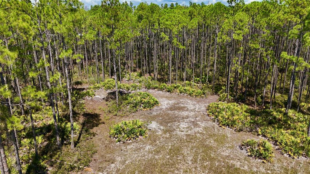 An aerial view shows a sandy, partially cleared lot surrounded by a dense pine forest — KEY DEER CT,, PERRY, FL