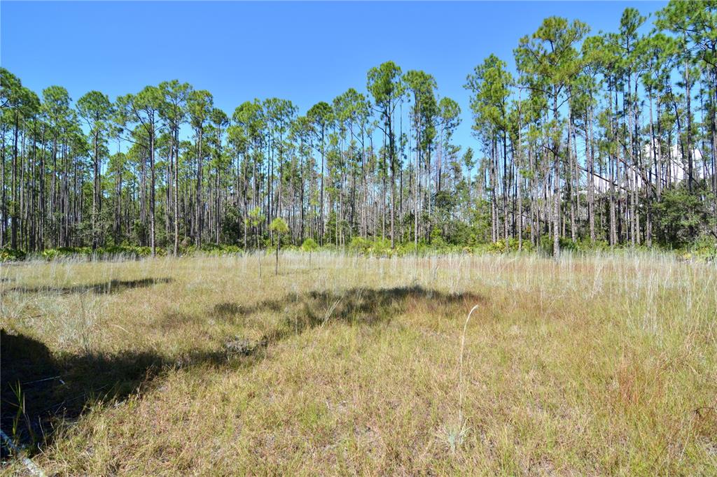 A flat, grassy lot is bordered by a dense forest of tall pine trees — KEY DEER CT,, PERRY, FL