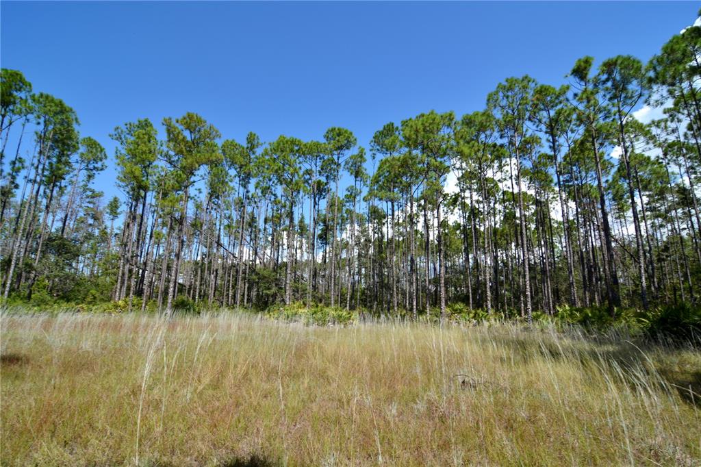 A grassy field sits in front of a dense forest of tall pine trees — KEY DEER CT,, PERRY, FL