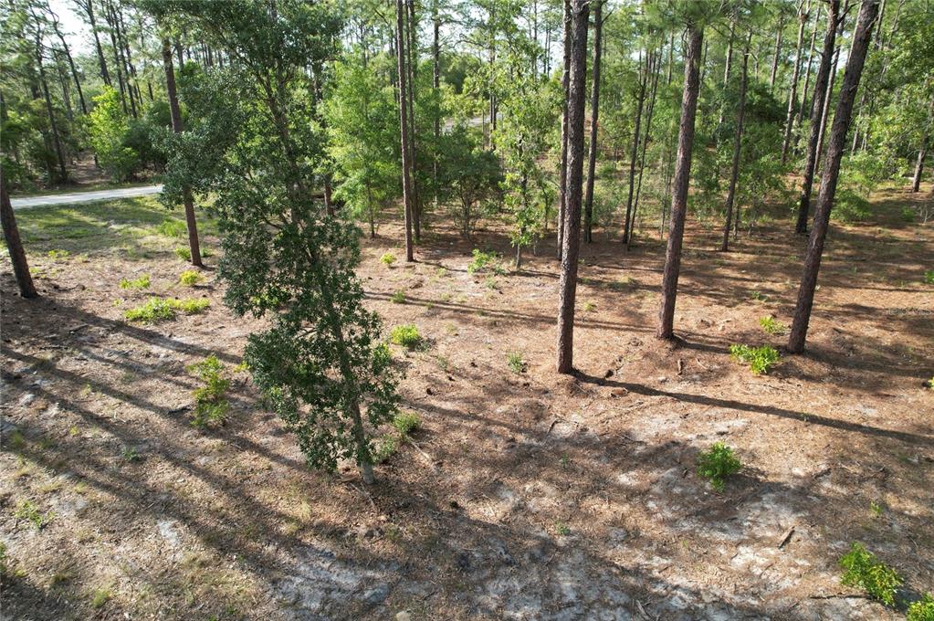 An elevated view of a wooded, sandy lot with scattered pine trees and vegetation — SE 148TH COURT, MORRISTON, FL