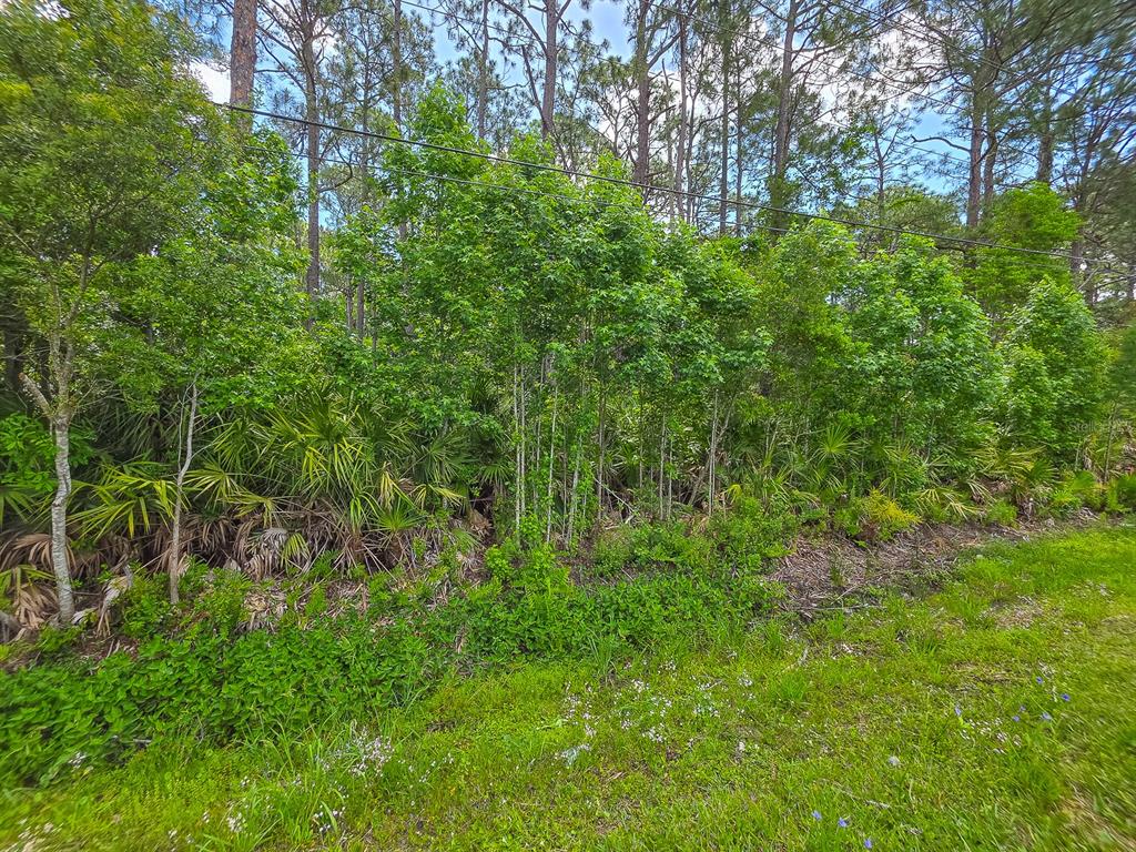 A dense line of trees and palmettos borders a grassy area under a bright sky — 9152 U S HIGHWAY 1, ST AUGUSTINE, FL