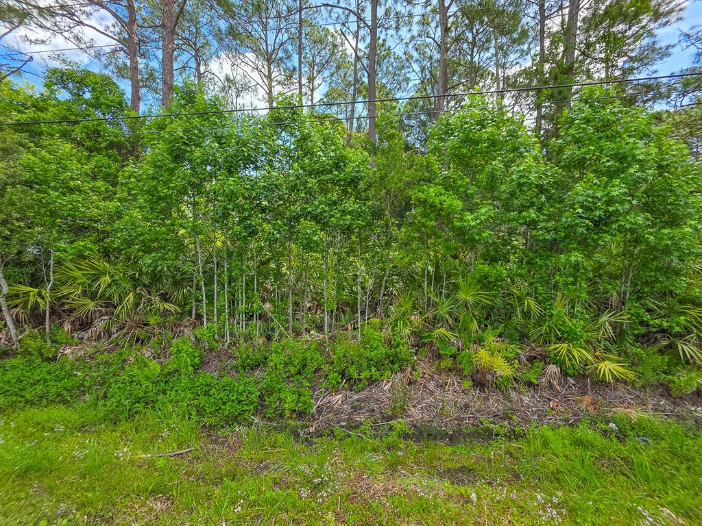 A view of a wooded lot with dense green trees and low-lying vegetation — 9152 U S HIGHWAY 1, ST AUGUSTINE, FL