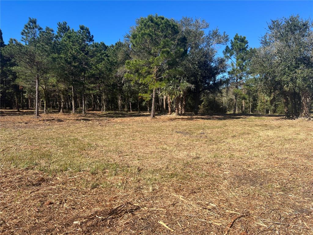 A cleared, grassy lot sits in front of a dense line of mature pine trees — 17802 US-301, WALDO, FL