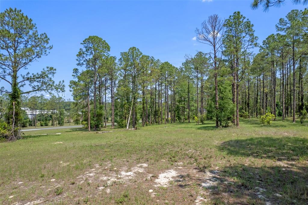 A grassy, partially cleared lot features scattered pine trees under a clear blue sky — 35408 PINEGATE TRAIL, EUSTIS, FL