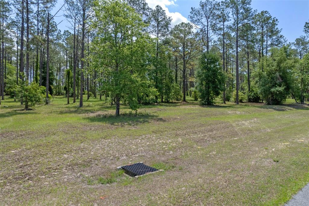 A grassy, wooded lot features a storm drain grate in the foreground under a blue sky — 35408 PINEGATE TRAIL, EUSTIS, FL