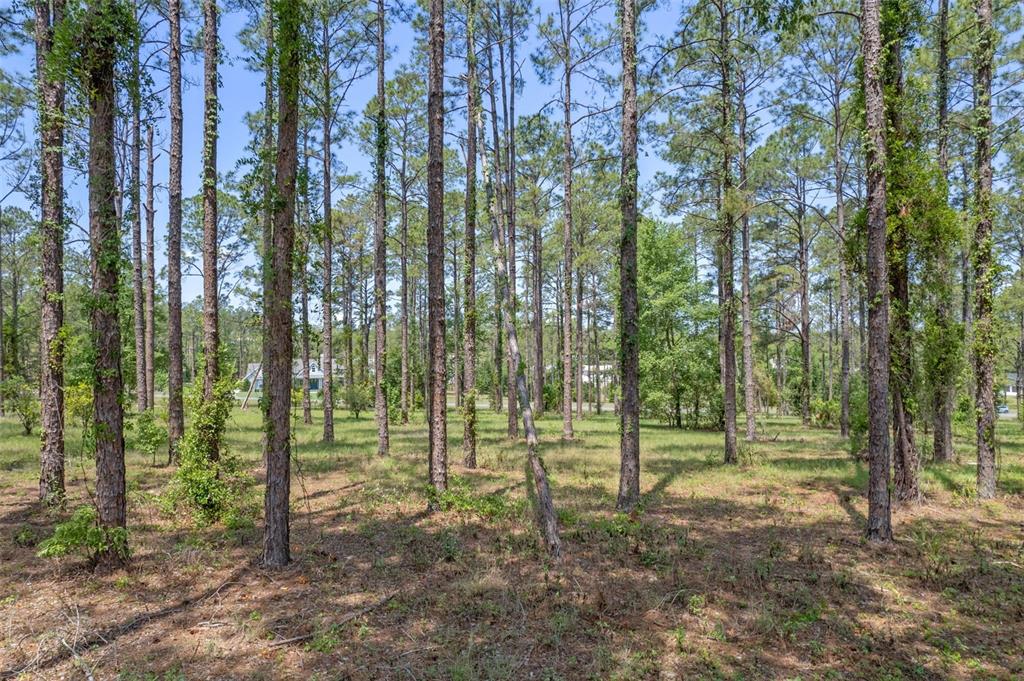 A wooded lot with tall pine trees and sparse ground vegetation under a clear sky — 35408 PINEGATE TRAIL, EUSTIS, FL