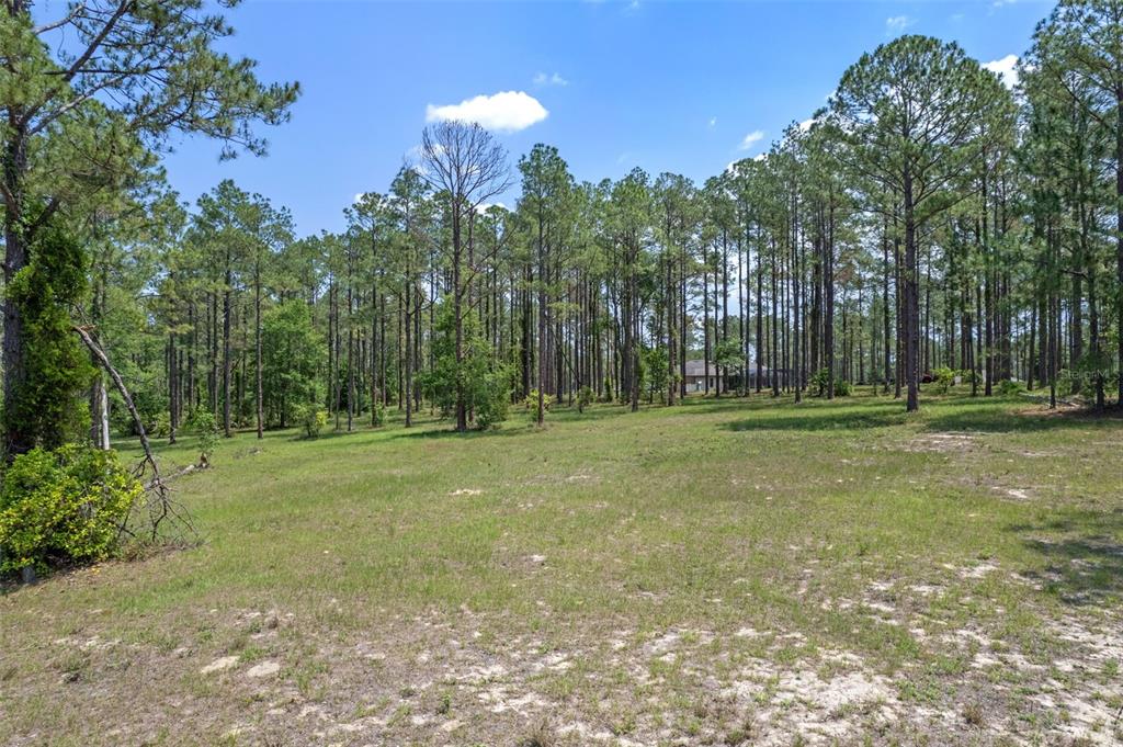 A grassy, open lot bordered by a dense forest of tall pine trees — 35408 PINEGATE TRAIL, EUSTIS, FL
