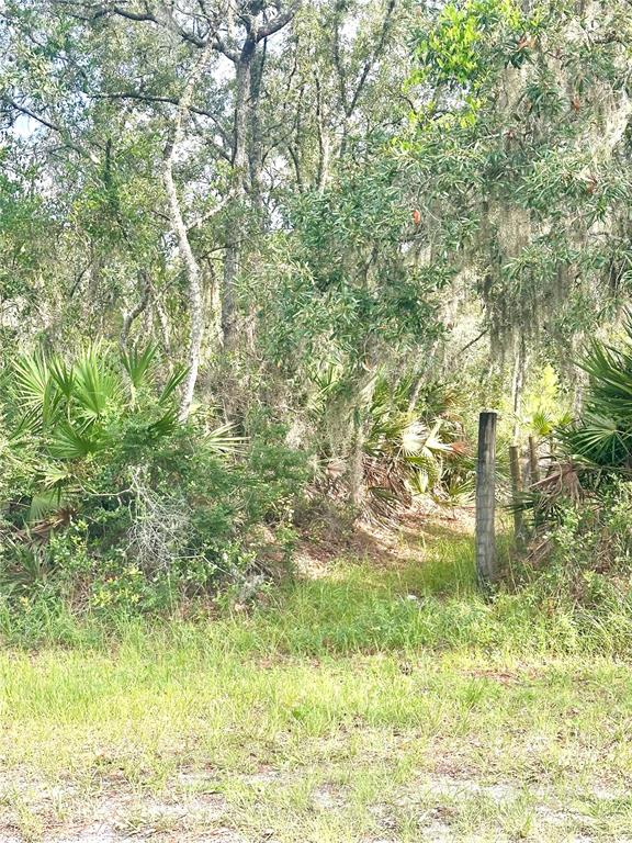 A wooded lot features dense trees, palmettos, and a weathered wooden fence post — SAFFRON AVENUE, EUSTIS, FL