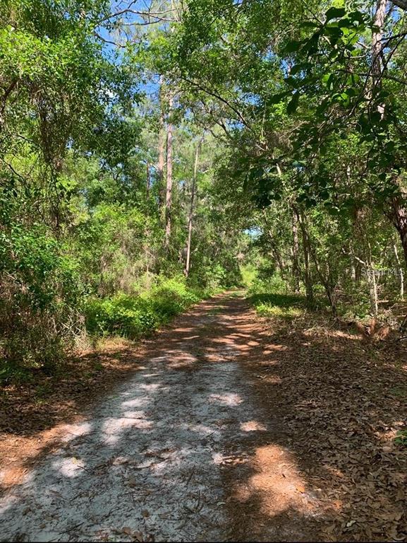 A dirt path winds through a dense, sunlit forest with tall trees and green foliage — 0 NE 226TH STREET UNIT 58, FORT MC COY, FL