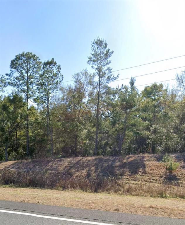 A grassy embankment leads up to a dense line of trees along a roadside — TBD NE HWY 27 ALT, BRONSON, FL