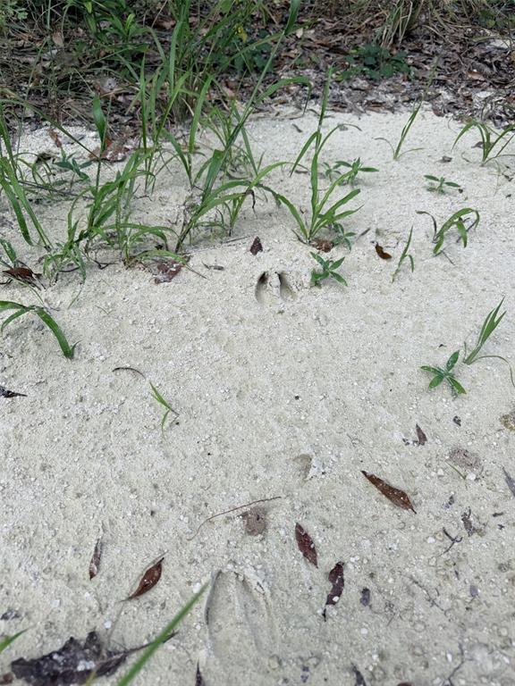 A deer hoof print is visible in the sandy soil of a wooded area — 0 NE 756 STREET, OLD TOWN, FL