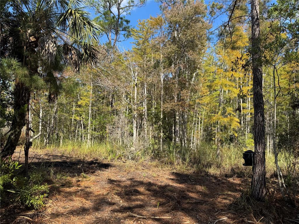A wooded lot features a clearing in the foreground with tall trees and dense vegetation — TBD QUAIL ROAD, CEDAR KEY, FL