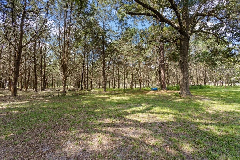 A grassy clearing leads into a dense forest of tall trees under a blue sky — 5581 NE 157TH TERRACE, WILLISTON, FL