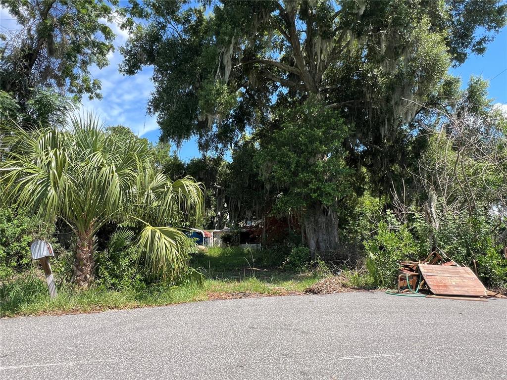 A heavily wooded residential lot features a palm tree, a mailbox, and scattered debris — 2979 S GROVE STREET, EUSTIS, FL