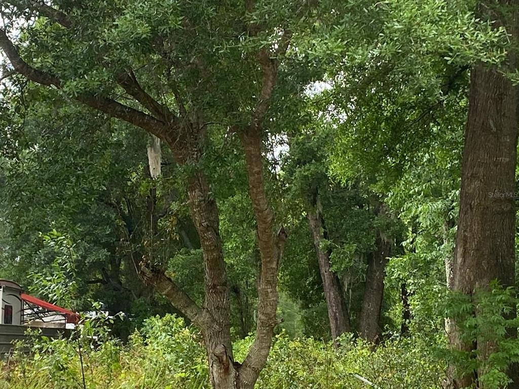 A view of a wooded area with mature trees and a glimpse of a structure — TBD DOGWOOD DRIVE PASS, OCALA, FL