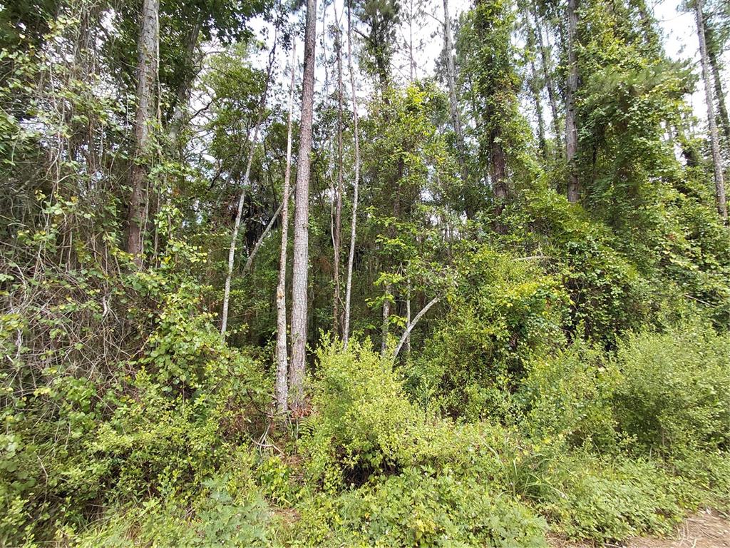 A dense, wooded lot features tall pine trees and thick undergrowth — JAMES STREET, ASTOR, FL