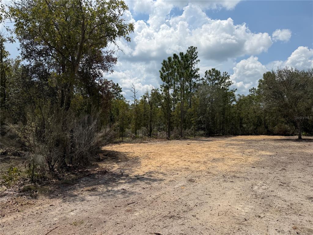 A cleared, sandy lot is bordered by a dense forest of pine and oak trees — TBD NE 101ST TERRACE, ARCHER, FL