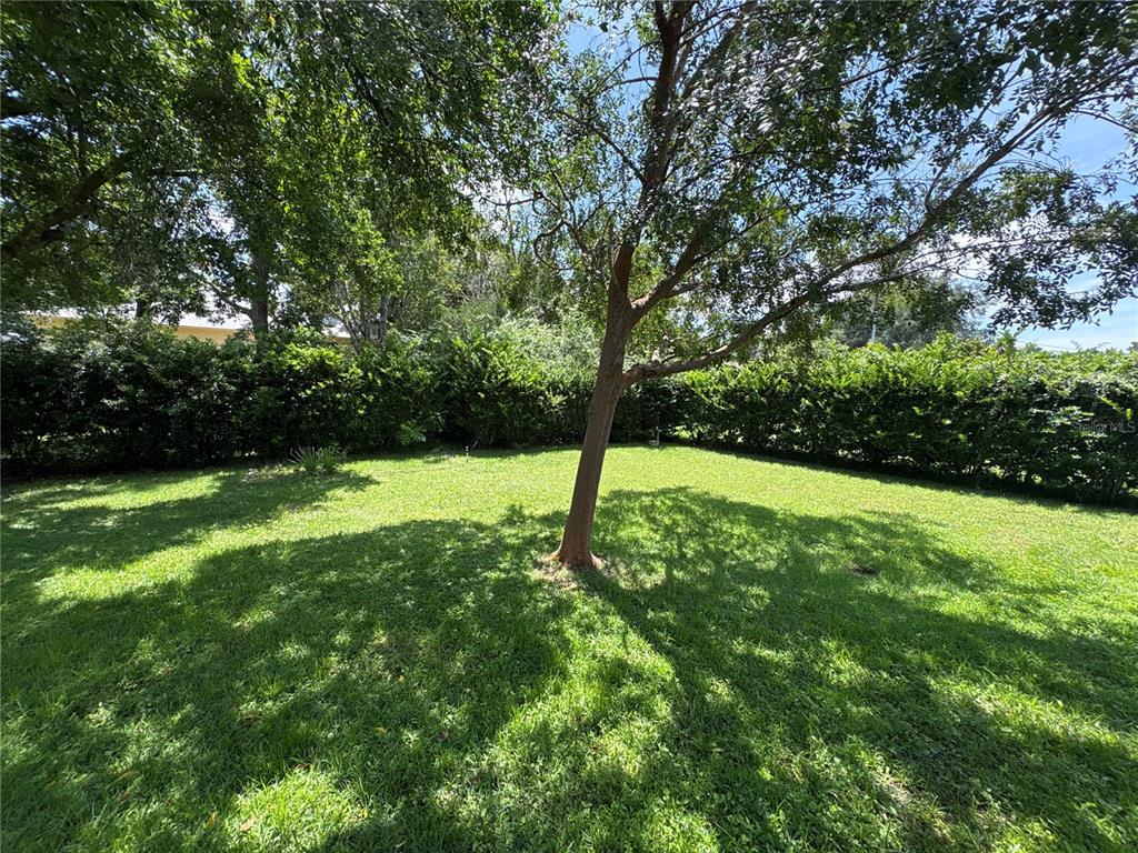 A grassy backyard features a central tree and a dense hedge along the rear perimeter — 3123 N MAIDENCANE DRIVE, BEVERLY HILLS, FL