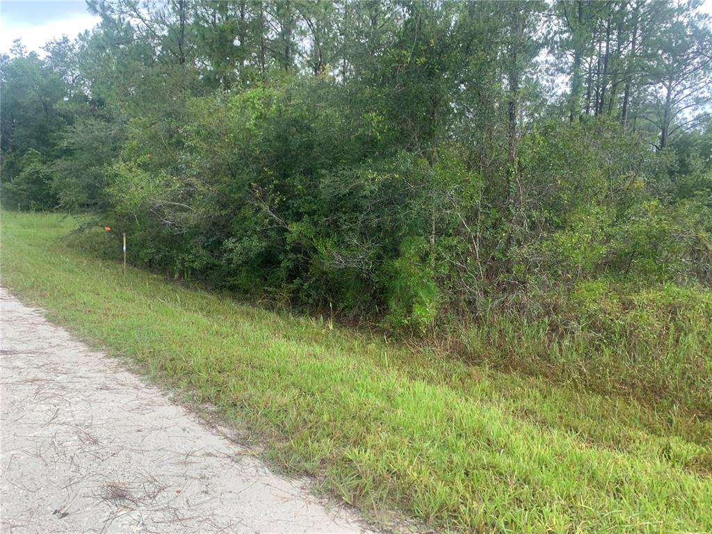 A dirt road runs alongside a dense, wooded lot with tall pine trees and thick brush — TBD OTTER DRIVE LOT 44, WEBSTER, FL