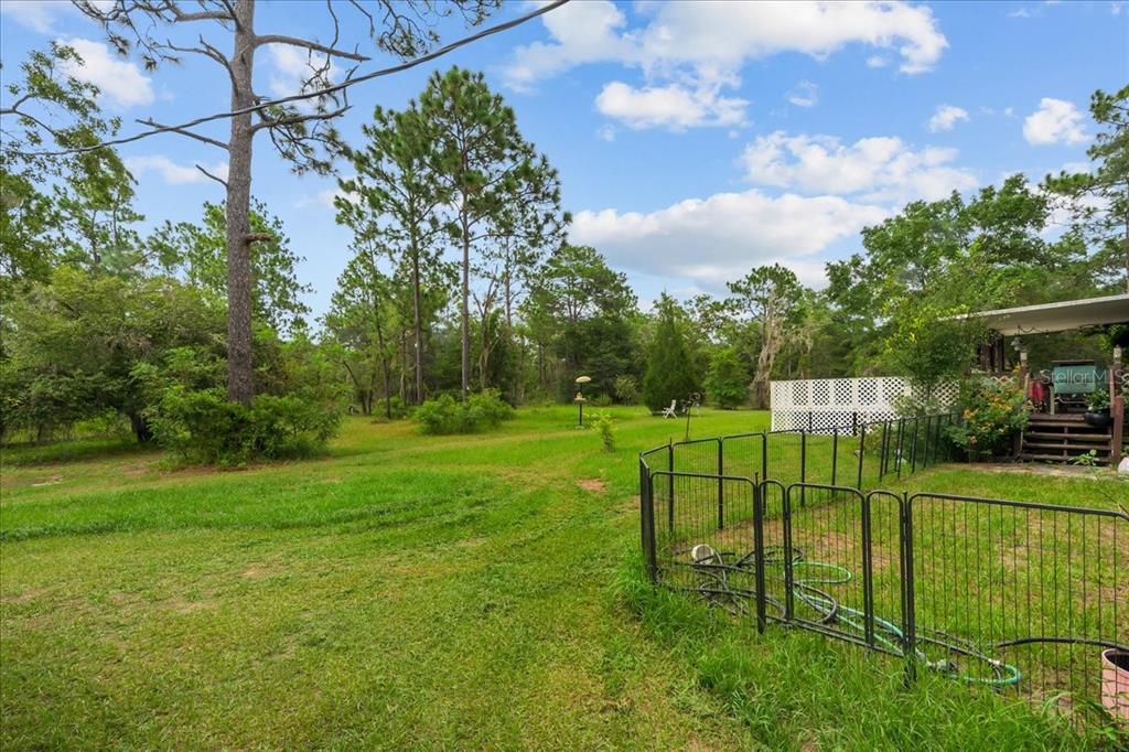 A grassy backyard features a metal fence, a wooden deck, and tall pine trees — 112 BIRCHDALE TRAIL, HAWTHORNE, FL