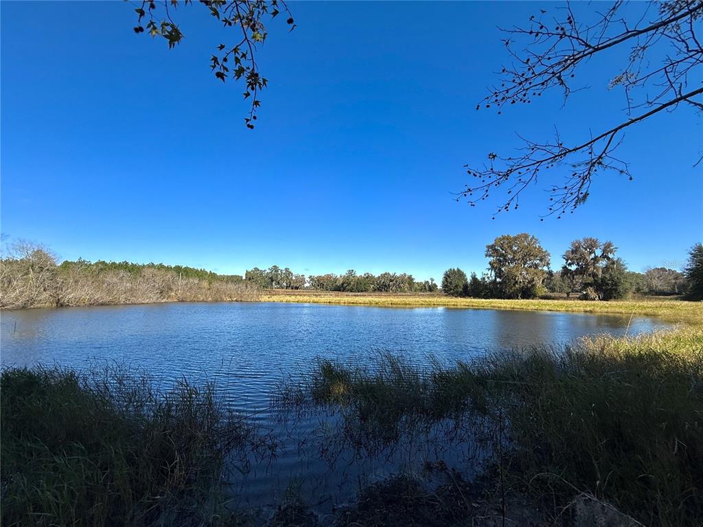 A view of a pond surrounded by grassy banks and trees under a clear sky — NW 110TH AVENUE, REDDICK, FL