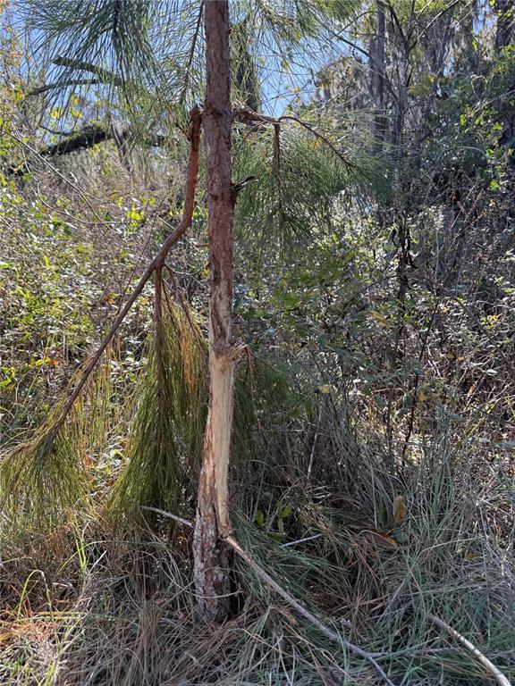 A young pine tree with a section of bark stripped from its trunk — NW 110TH AVENUE, REDDICK, FL